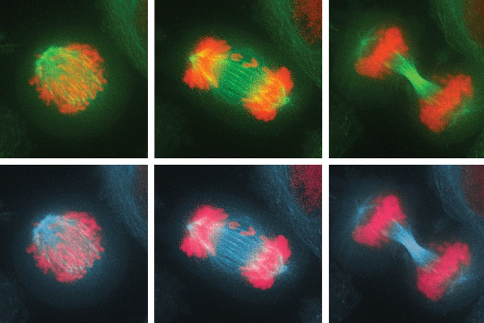 How cells combat chromosome imbalance