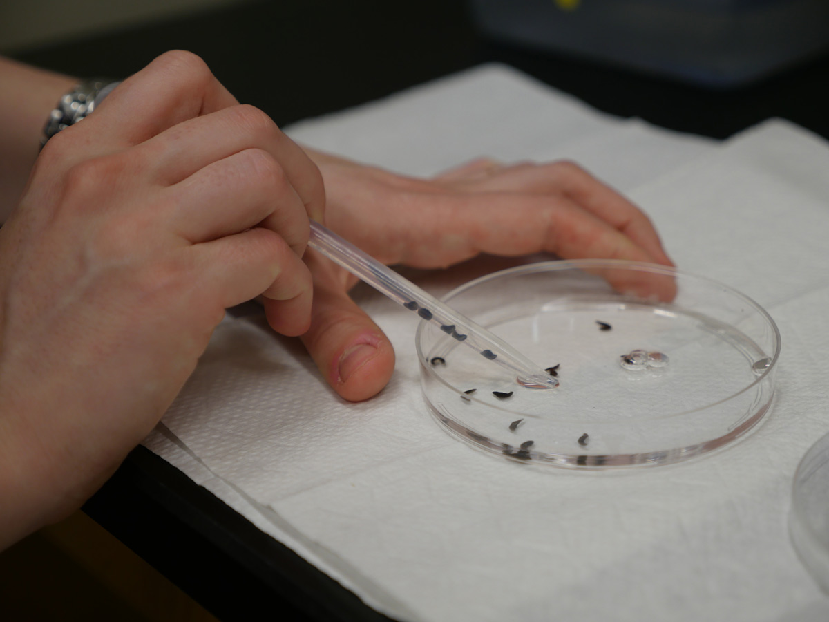 Hands suctioning small, black dots from petri dish.