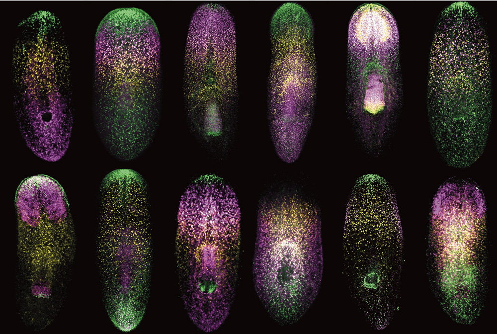 A series of blobs with white, green, purple and yellow specs inside them.