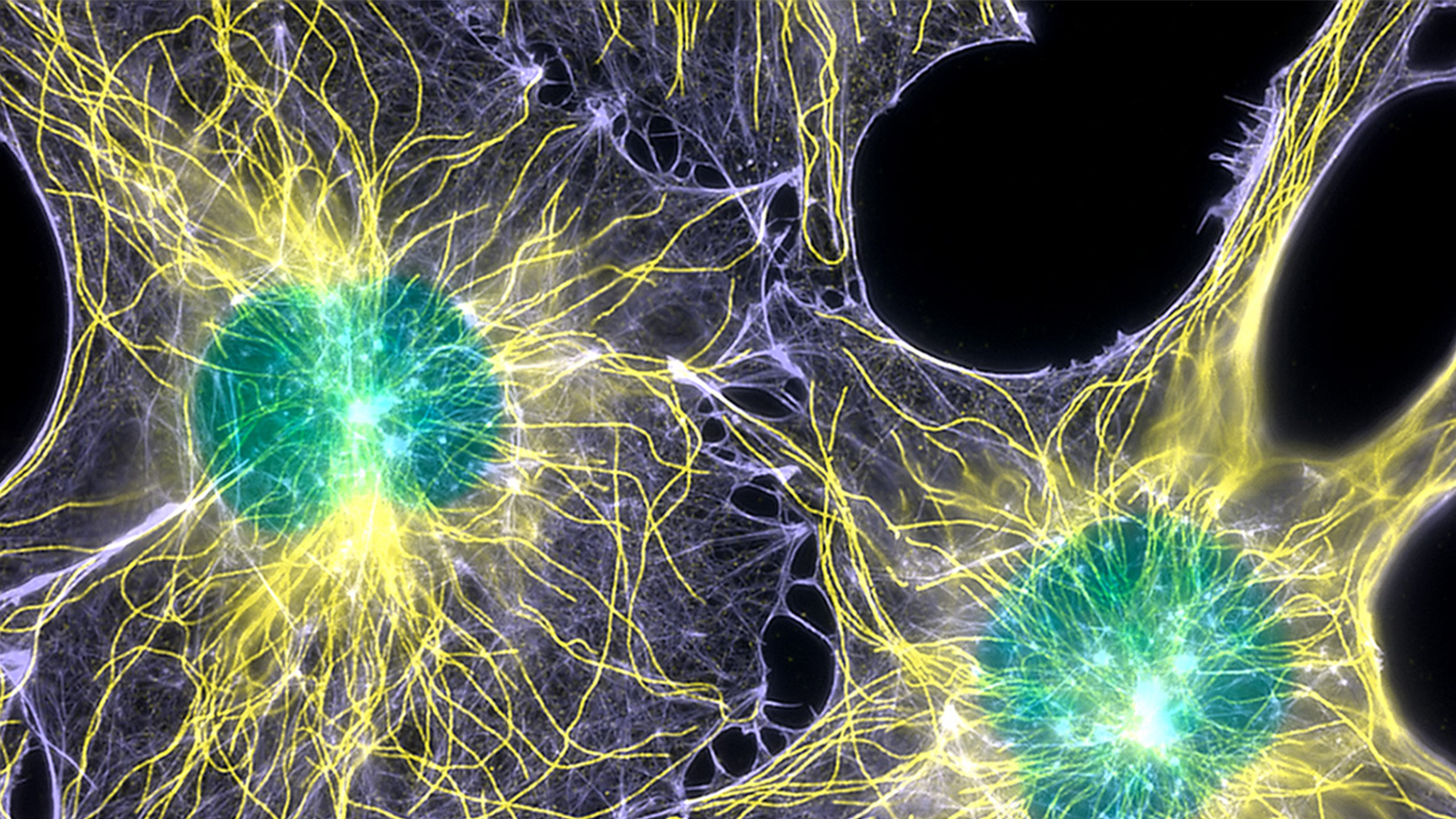 Cell Definition Biology Simple