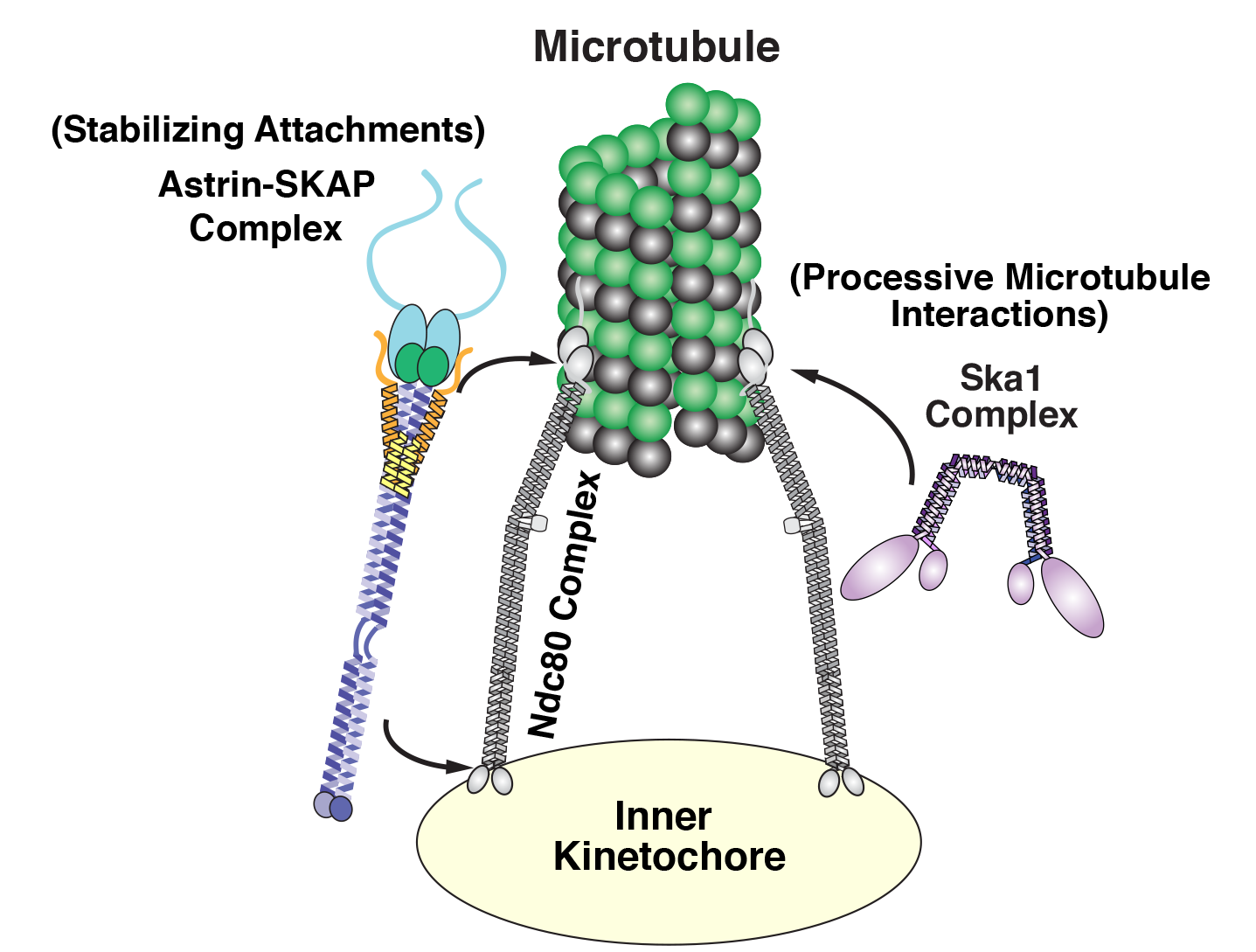 Diagram of the kinetochore/microtube interface