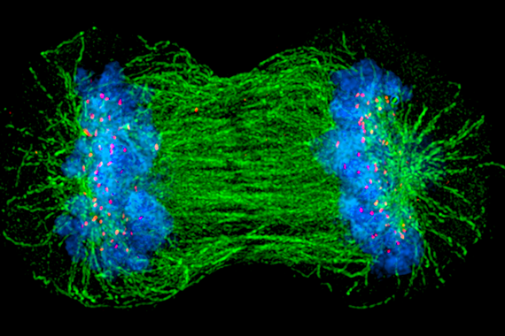 Of highways, engines, and chromosomes - MIT Department of Biology