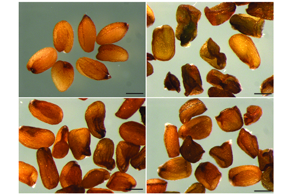 Small RNA mediates genetic parental conflict in seed endosperm