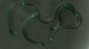 Several worms with glowing, green dots