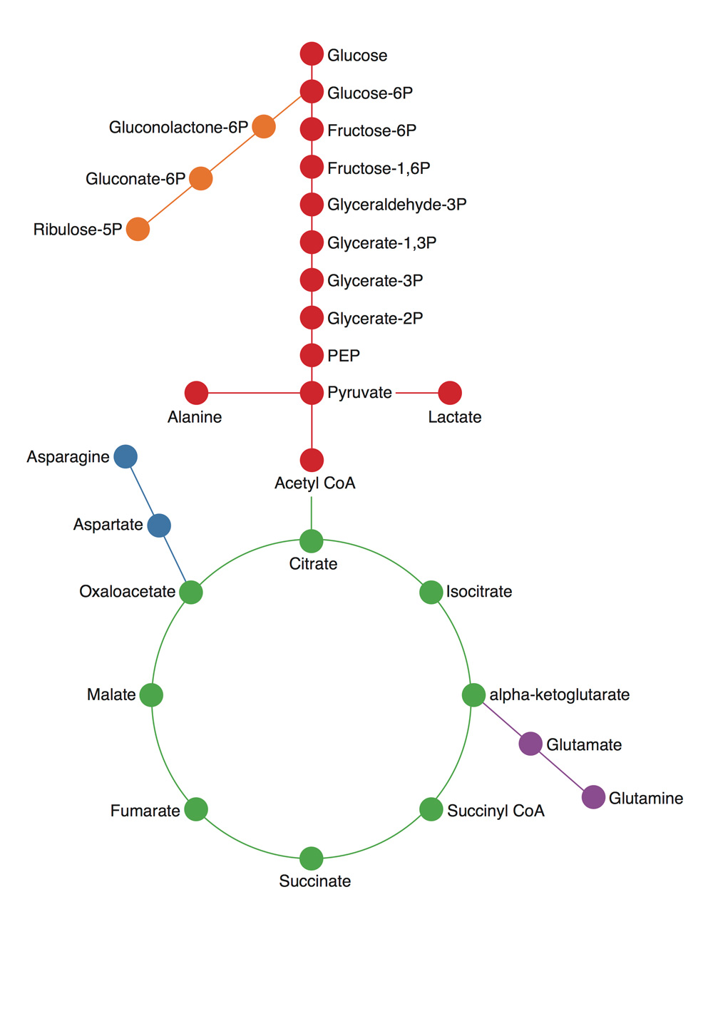 Diagram showing a metabolism pathway