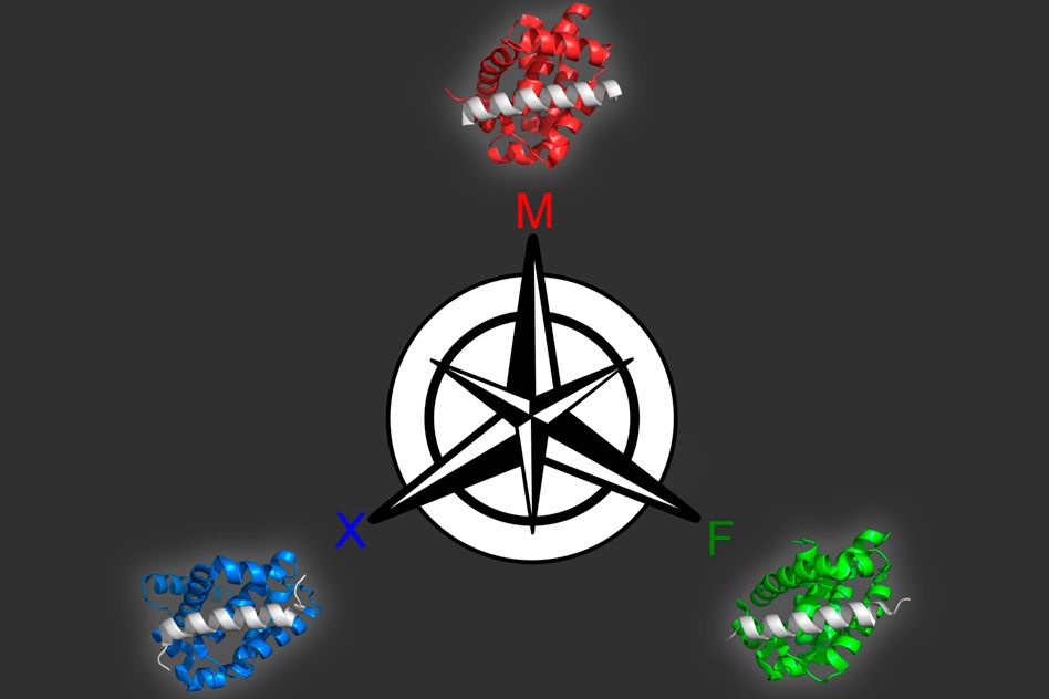 Computer model offers more control over protein design