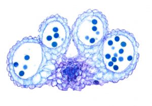 Cross section of a four-chambered Arabidopsis anther