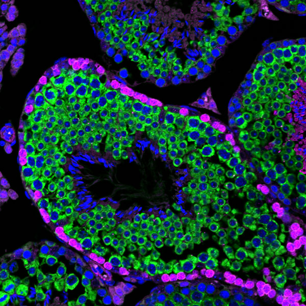 Start signal for sex cell creation