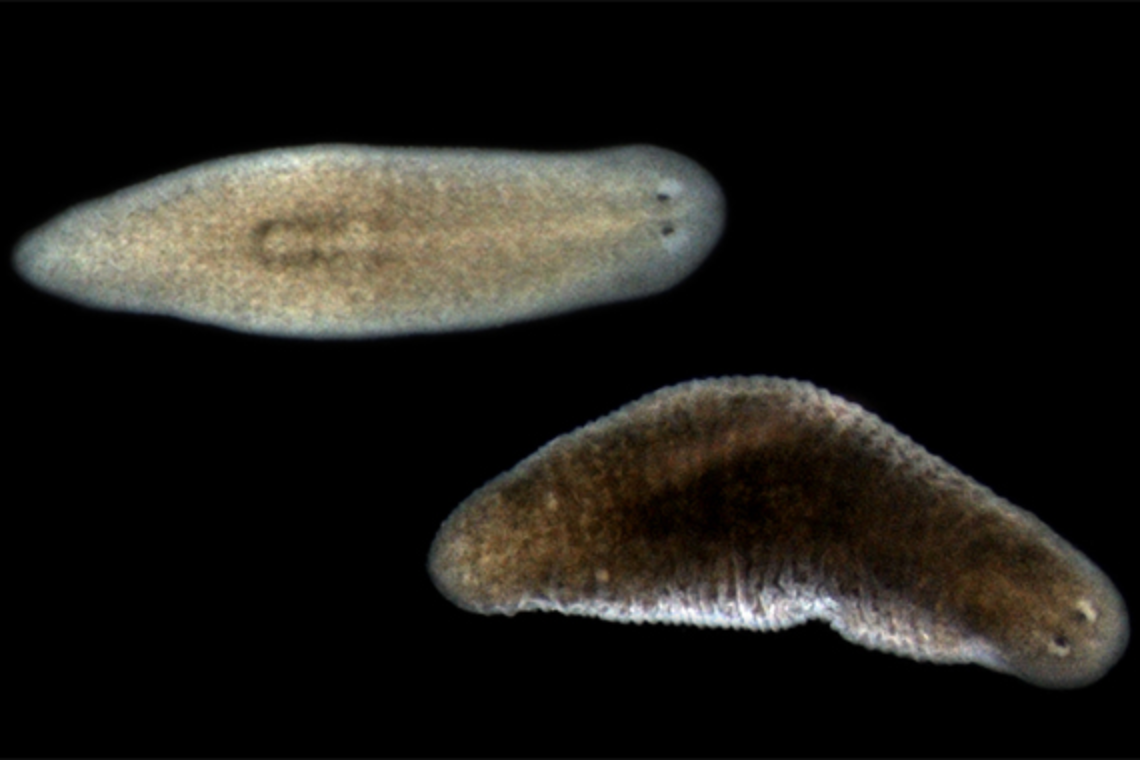 A supportive role for planarians’ multifaceted muscle