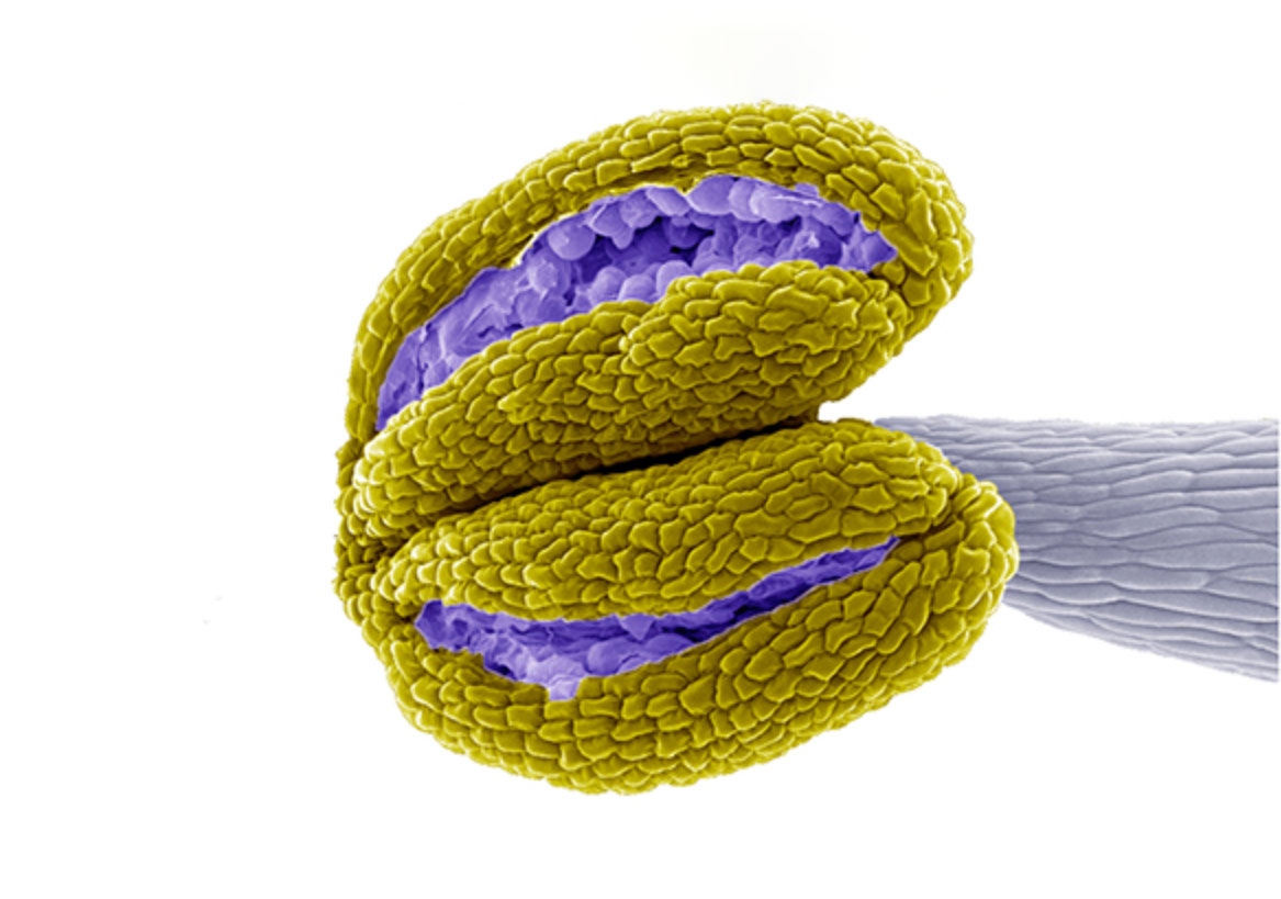 Scaffolding the nursery of pollen development