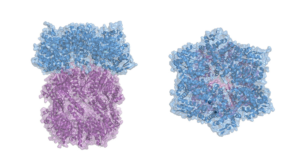 Researchers determine what makes some proteins “slippery” enough to evade destruction