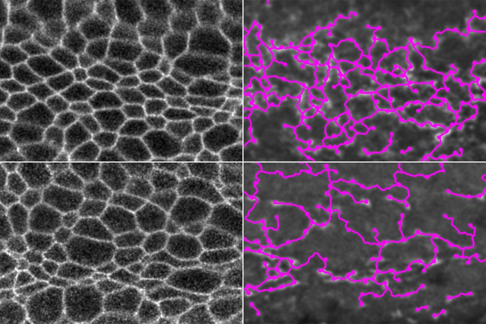 Biologists and mathematicians team up to explore tissue folding