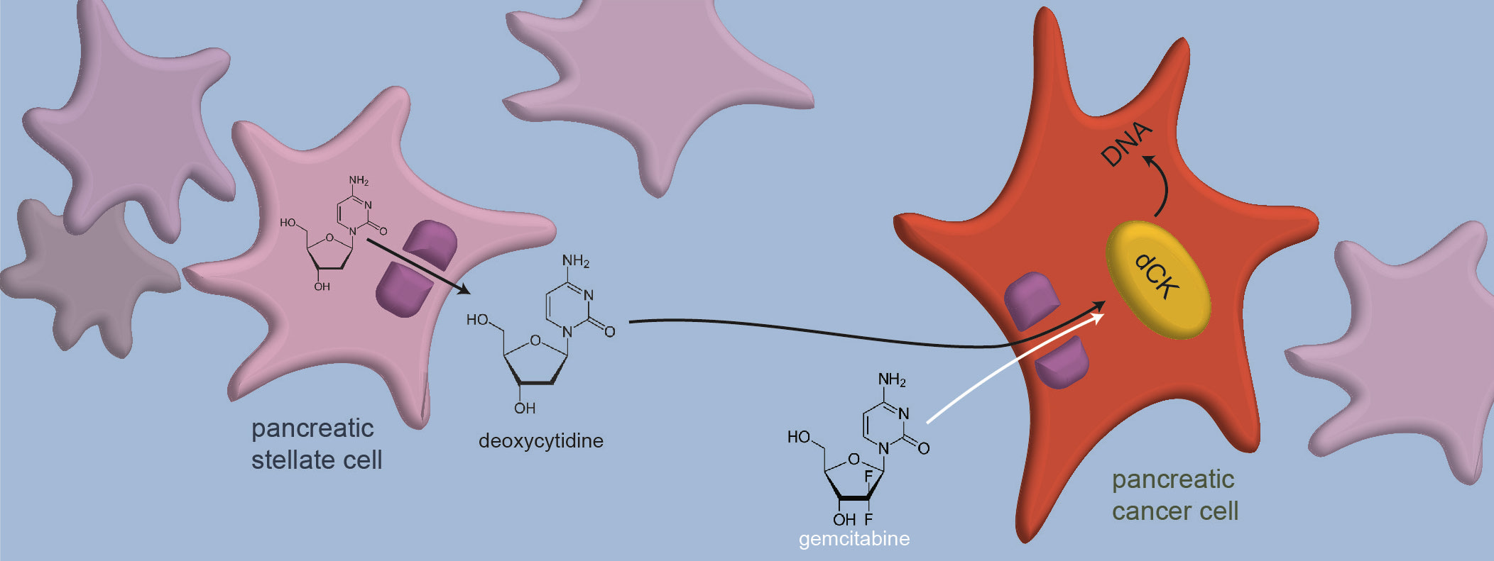 Researchers discover new source of drug resistance in pancreatic cancer