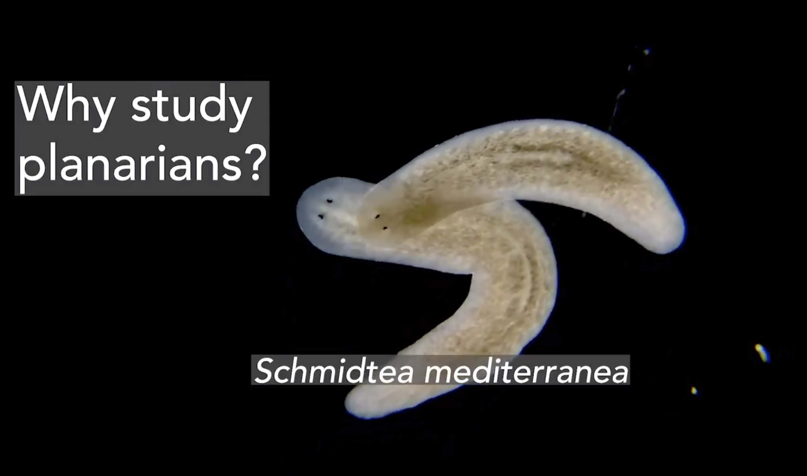What Planarians Are Revealing About the Rules of Regeneration MIT Department of Biology