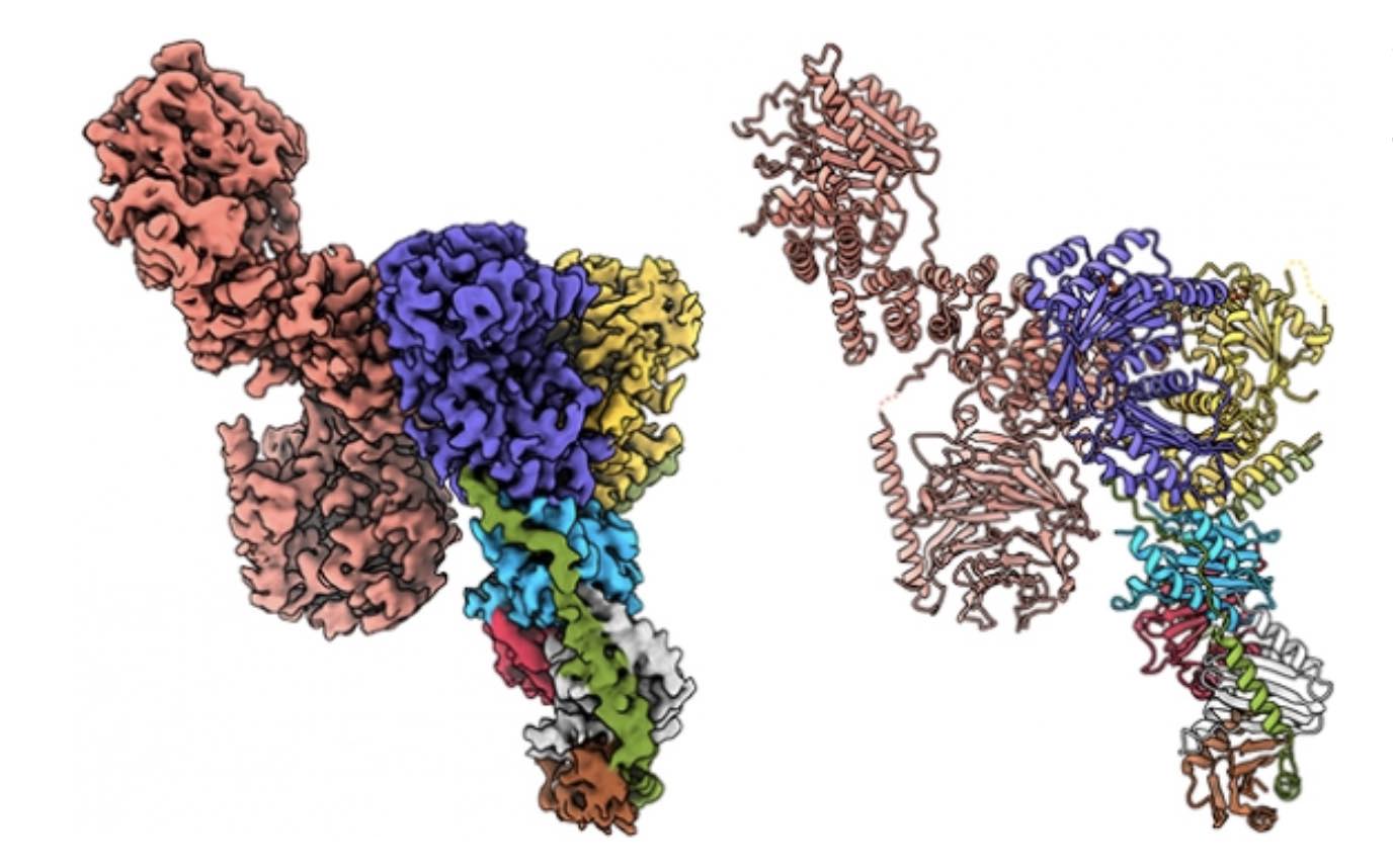 Whitehead Institute team resolves structure of master growth regulator