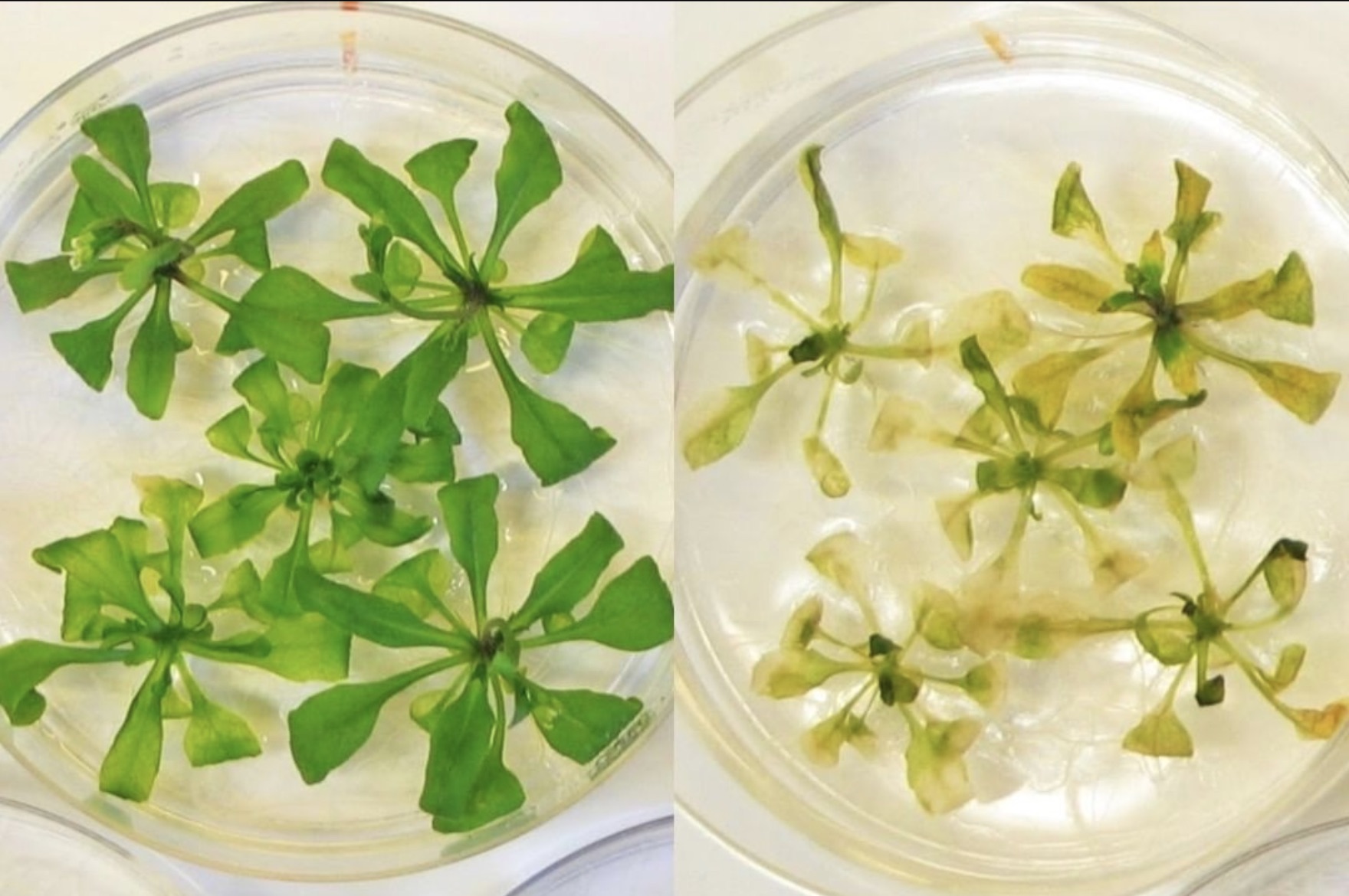 Building a roadmap for salicylic acid