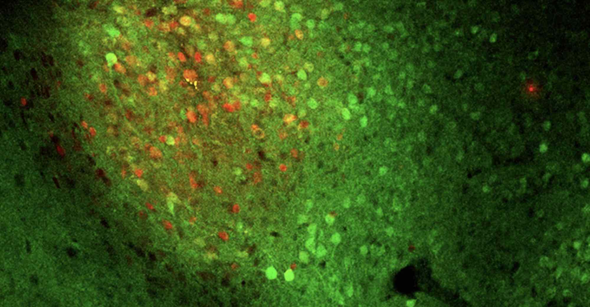 With these neurons, extinguishing fear is its own reward