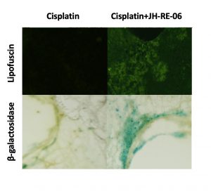 Grid of 4 microscopy images