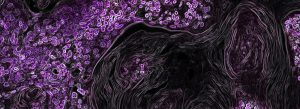 Purple microscopy image