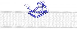 Illustration of protein in membrane