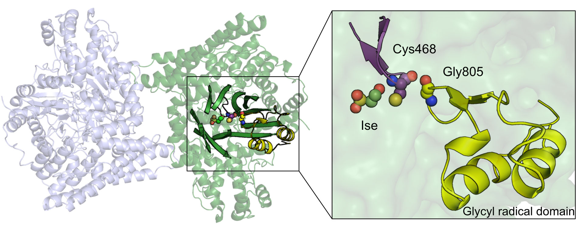 Spying on enzymes while they perform chemical reactions could help treat gut ailments