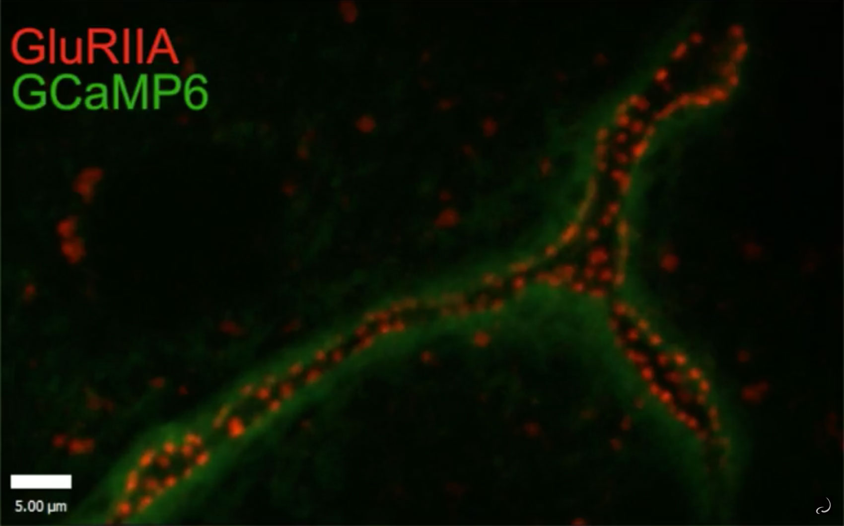 Study of synapse strength focuses on ‘active zones’