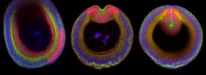 Three developing fruit fly embryos