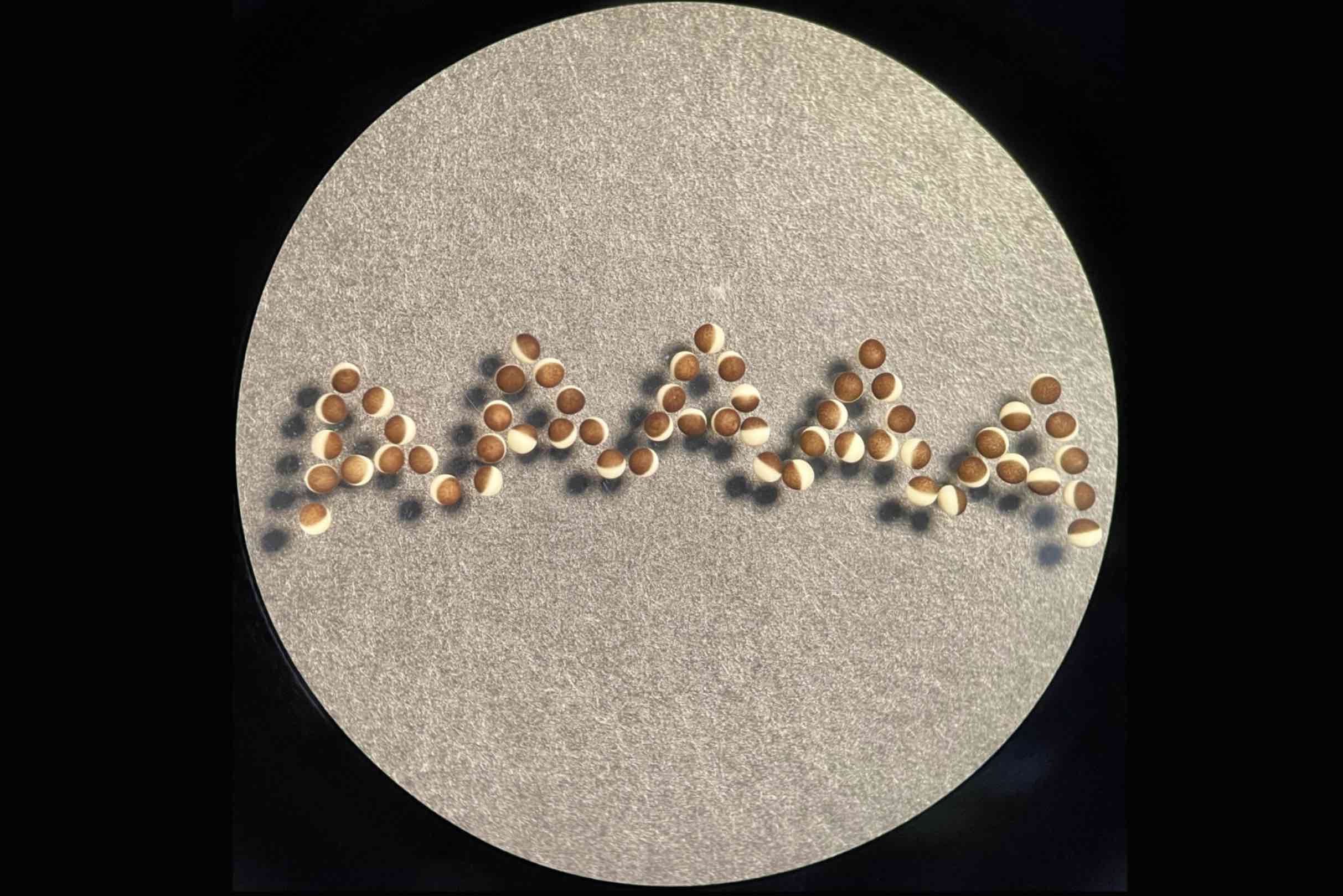 A “tail” of two RNA regulatory systems