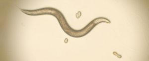 Close-up of a roundworm