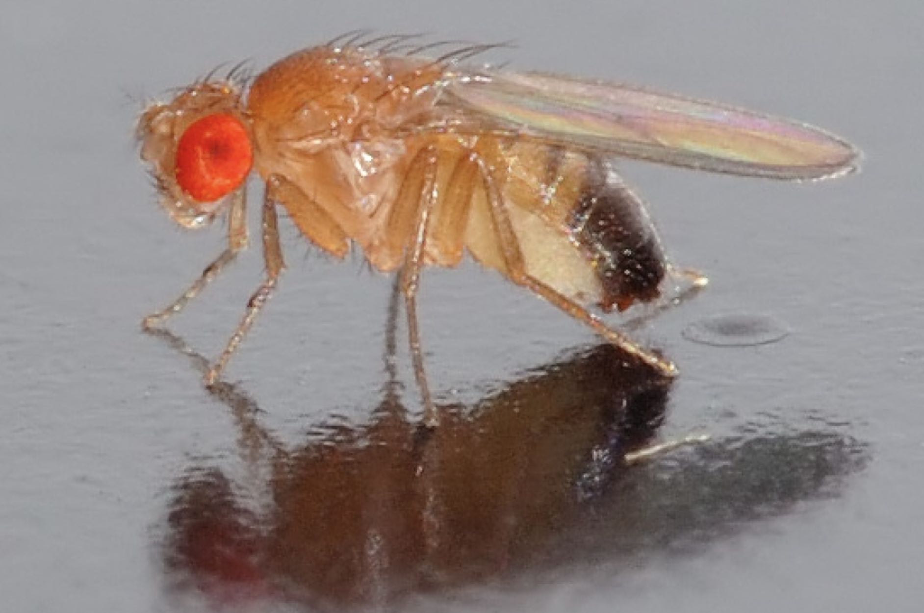 Unusual Labmates: Fruit flies