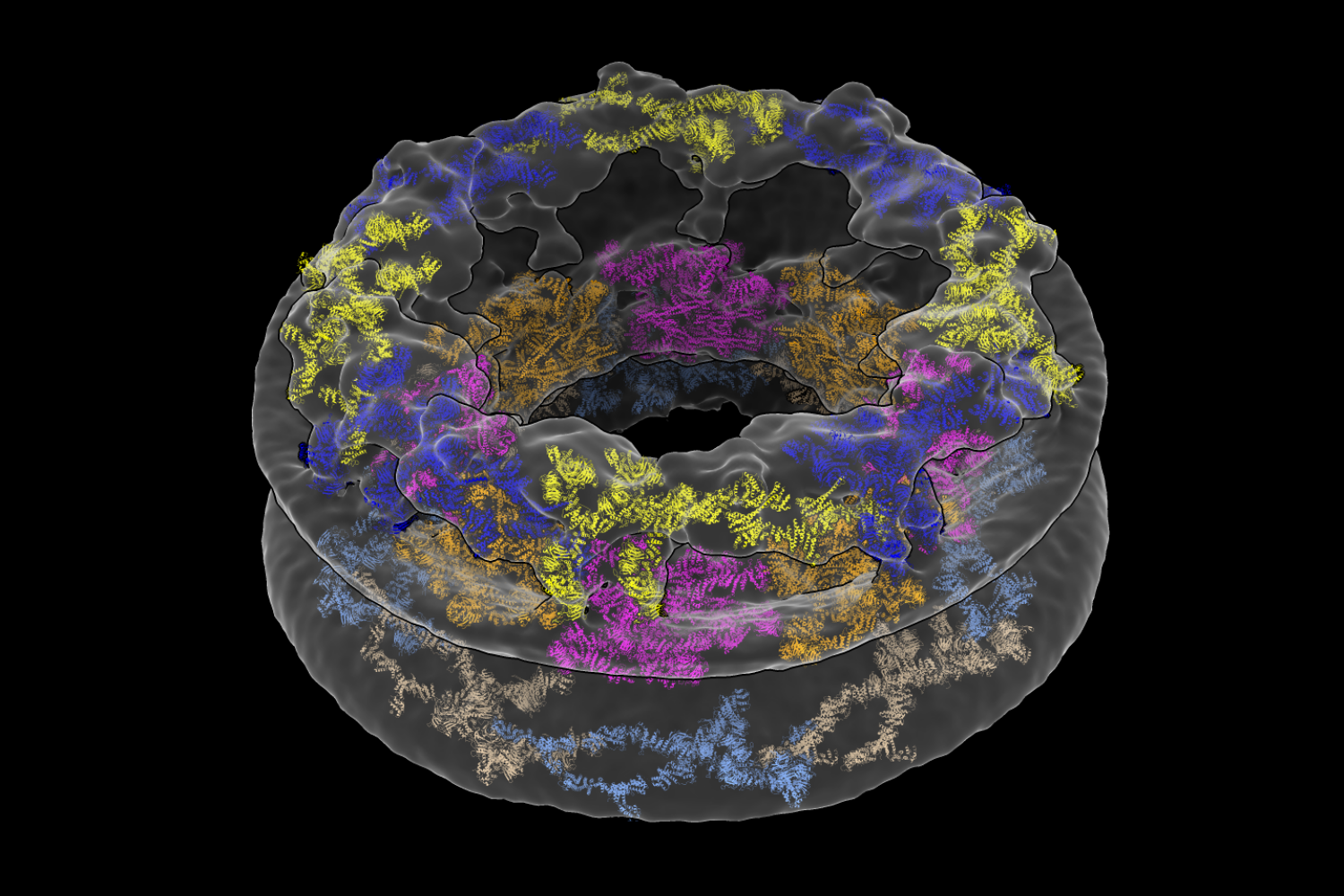 Cellular environments shape molecular architecture