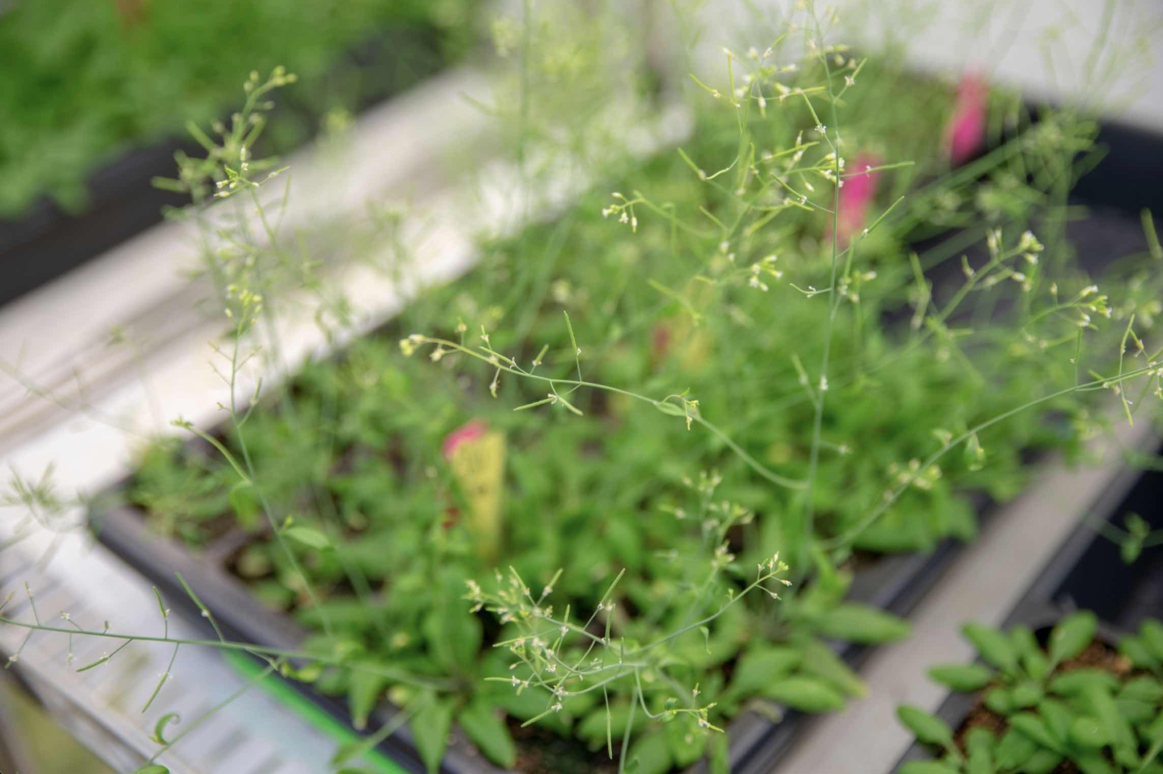 Uncovering the mysteries of methylation in plants