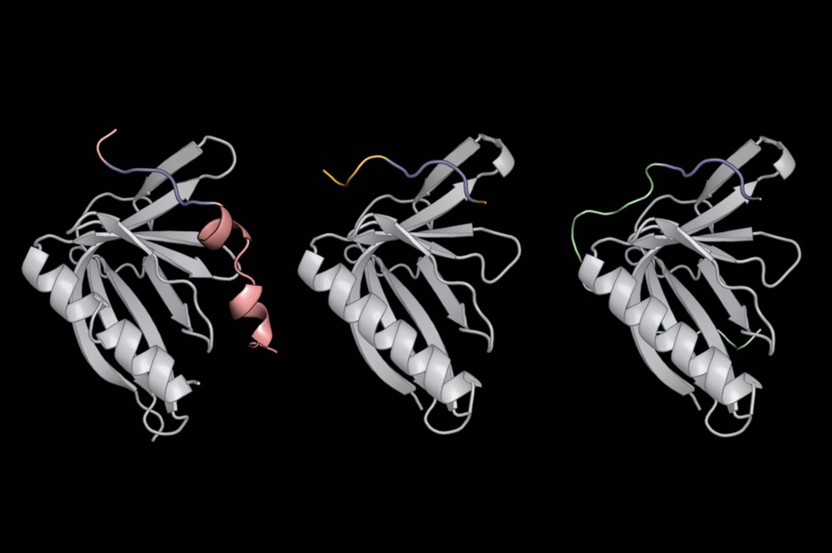 Probing how proteins pair up inside cells
