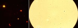 flow cytometery and light microscopy image side-by-side showing red dots