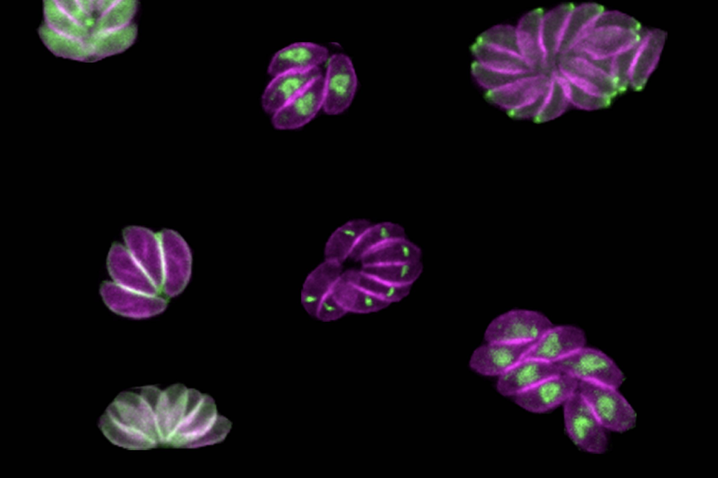 Novel screening approach reveals protein that helps parasites enter and leave their hosts