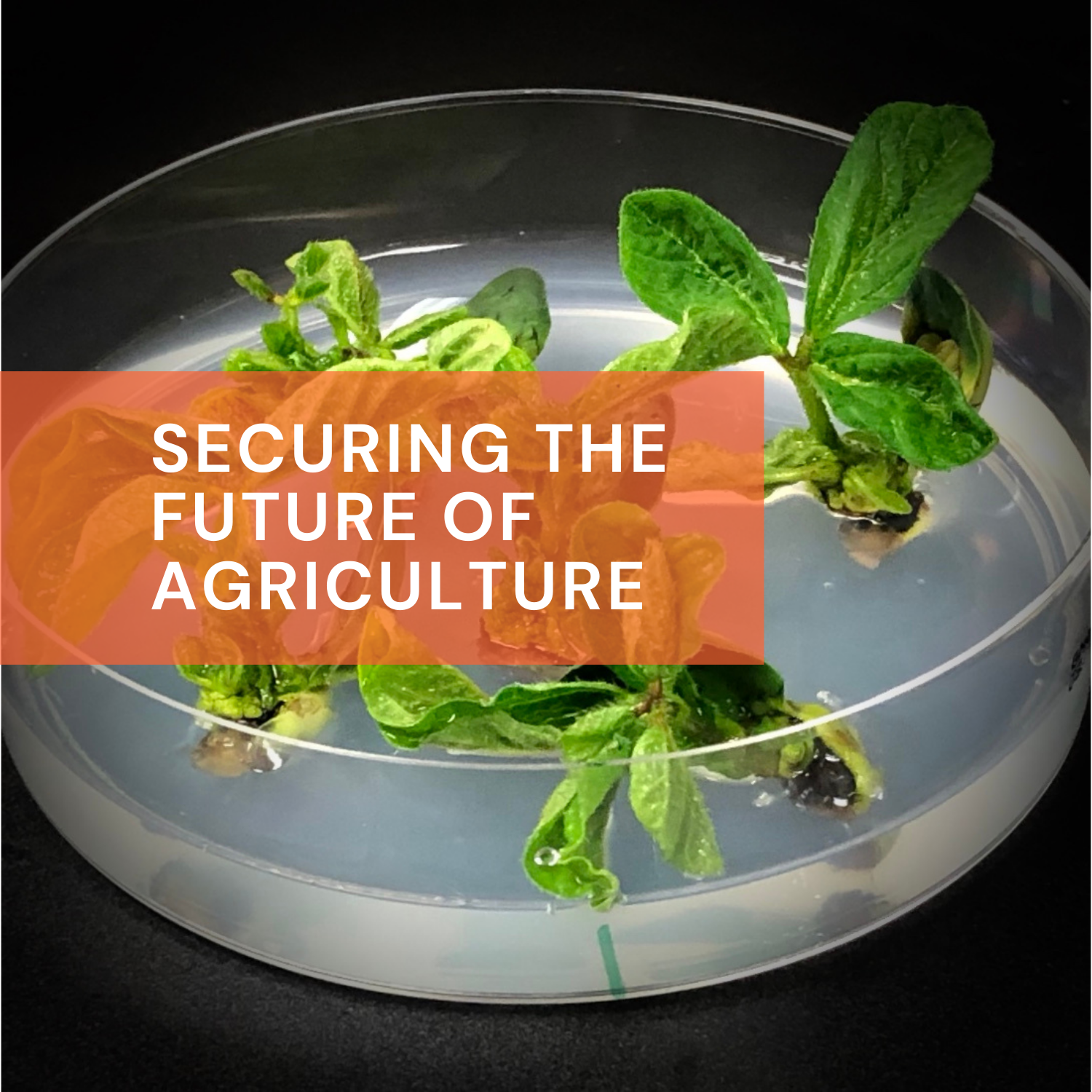 MIT/Inari Plant Biology Symposium: Securing the Future of Agriculture