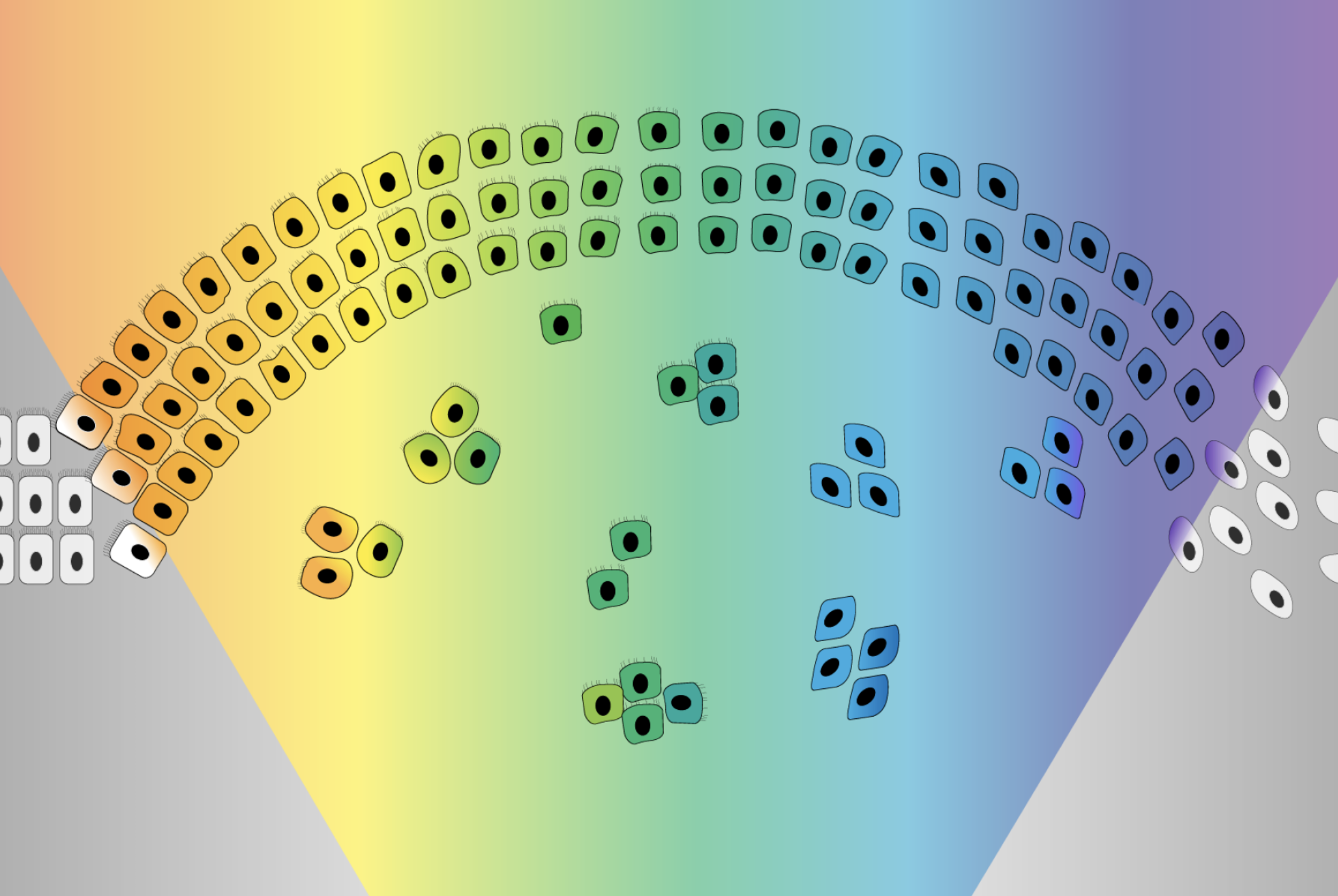 A spectrum of cancer cells