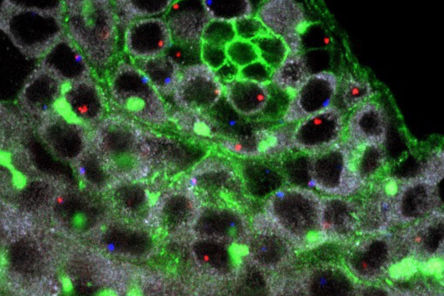 A key process in asymmetric cell division preserves the immortality of the germline