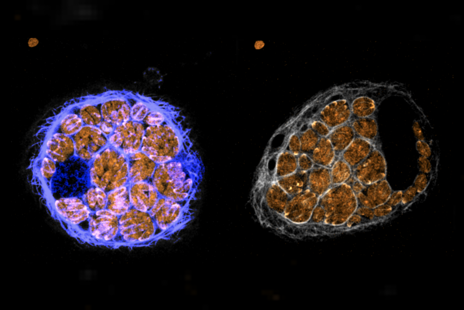 Hot off the press: parasite researchers melt down proteins to understand their roles in infection