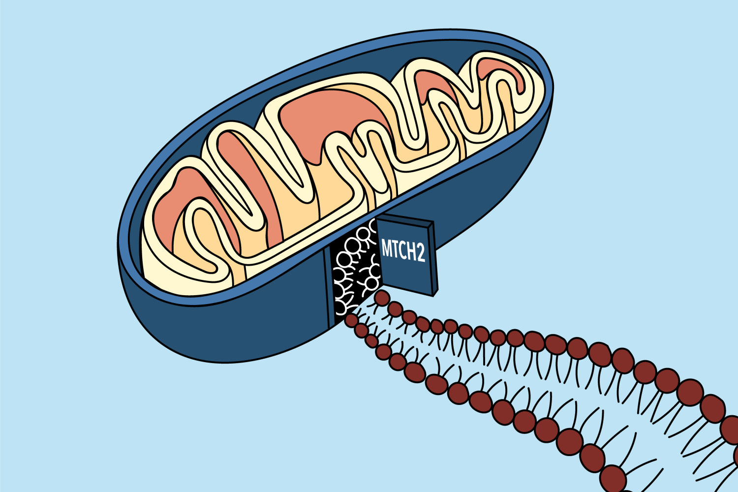 A “door” into the mitochondrial membrane