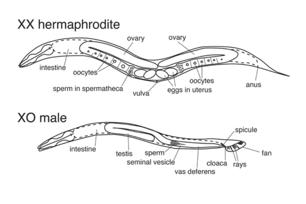 Unusual Labmates: How C. elegans Wormed Its Way into Science Stardom