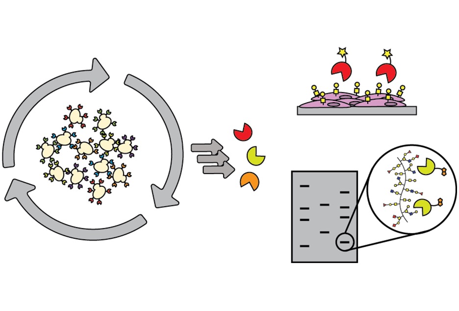 New tool can assist with identifying carbohydrate-binding proteins