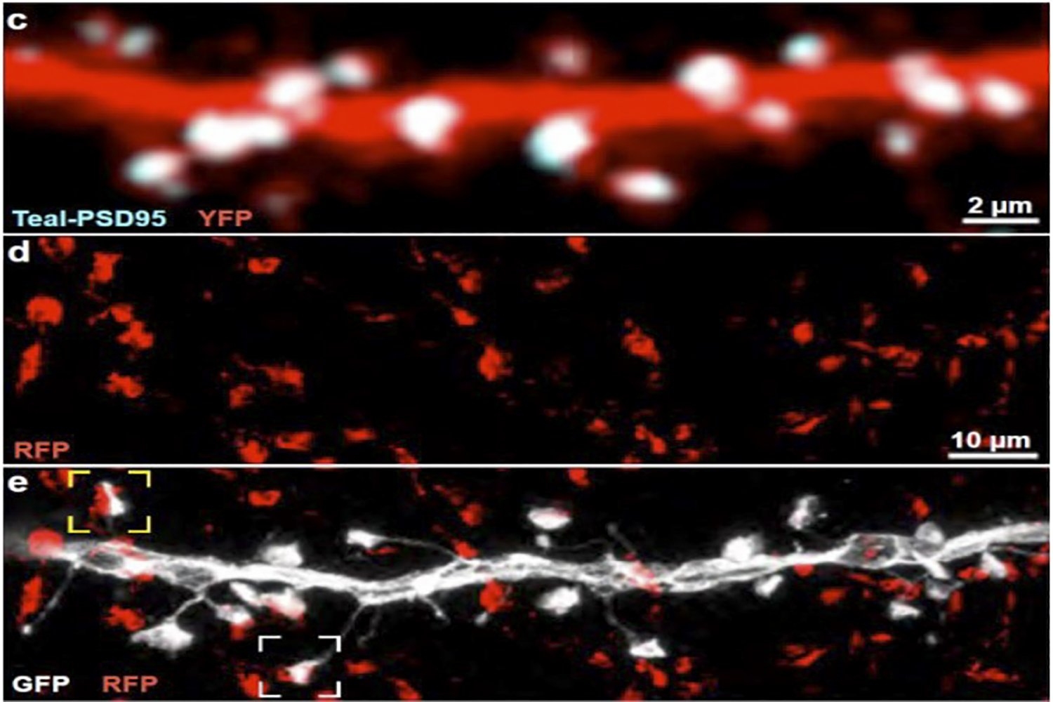 Sparse, small, but diverse neural connections help make perception reliable, efficient