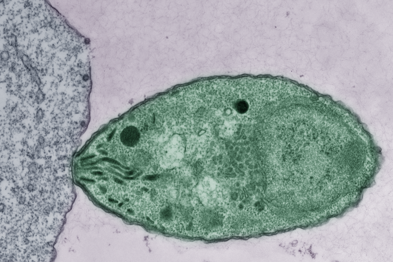 CLAMP complex helps parasites enter human cells