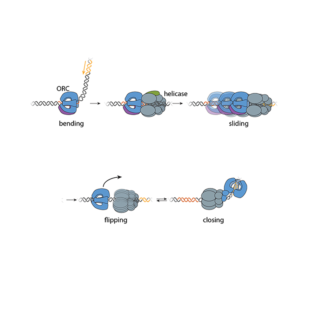New research reveals foundation for bi-directional DNA replication in animal cells