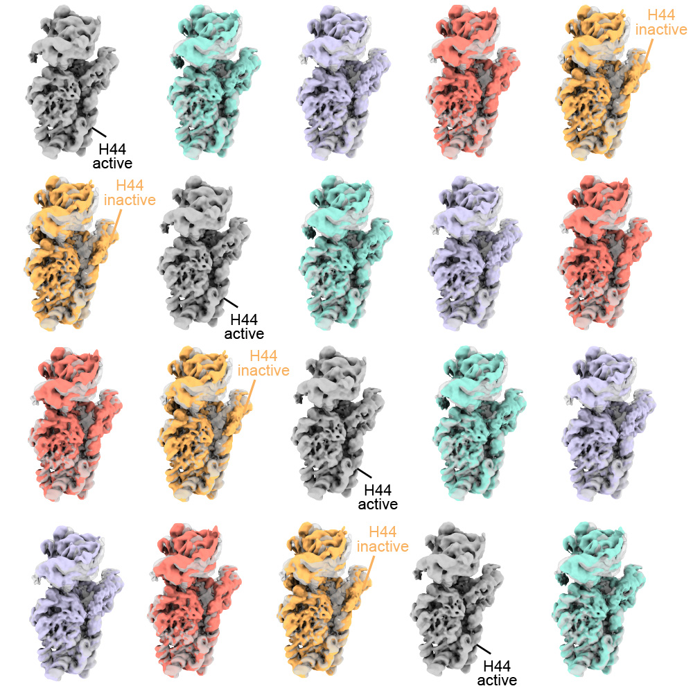 Model-based analysis reveals protein proofreading in ribosome biogenesis