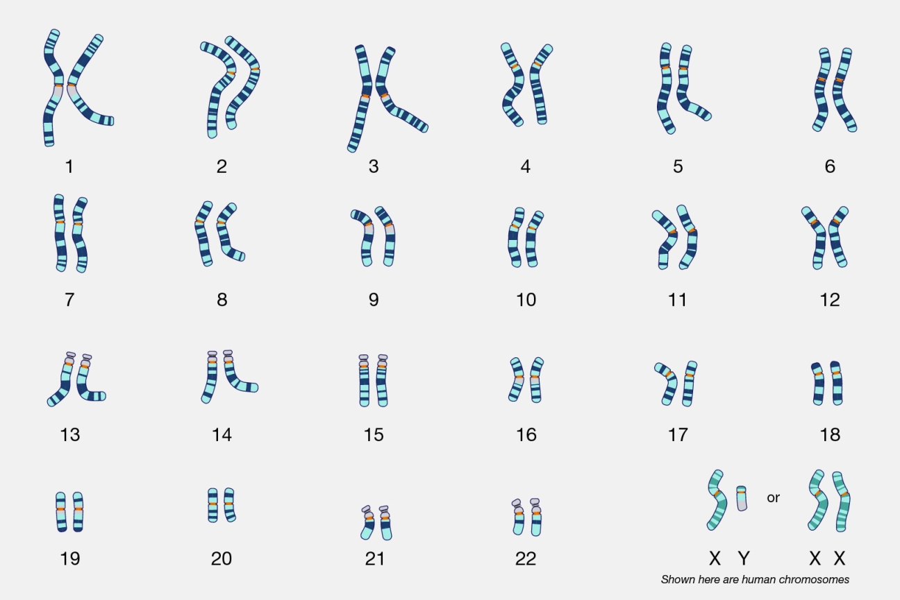 Sex chromosomes responsible for much more than determining sex