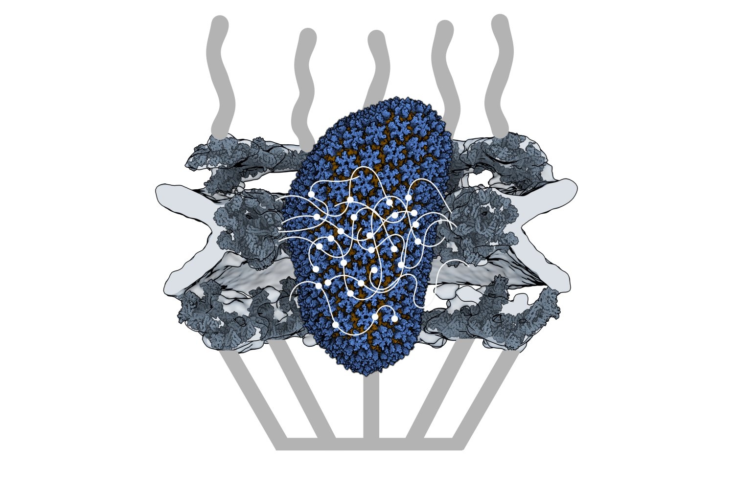 Capsid of HIV-1 behaves like cell’s cargo receptor to enter the nucleus