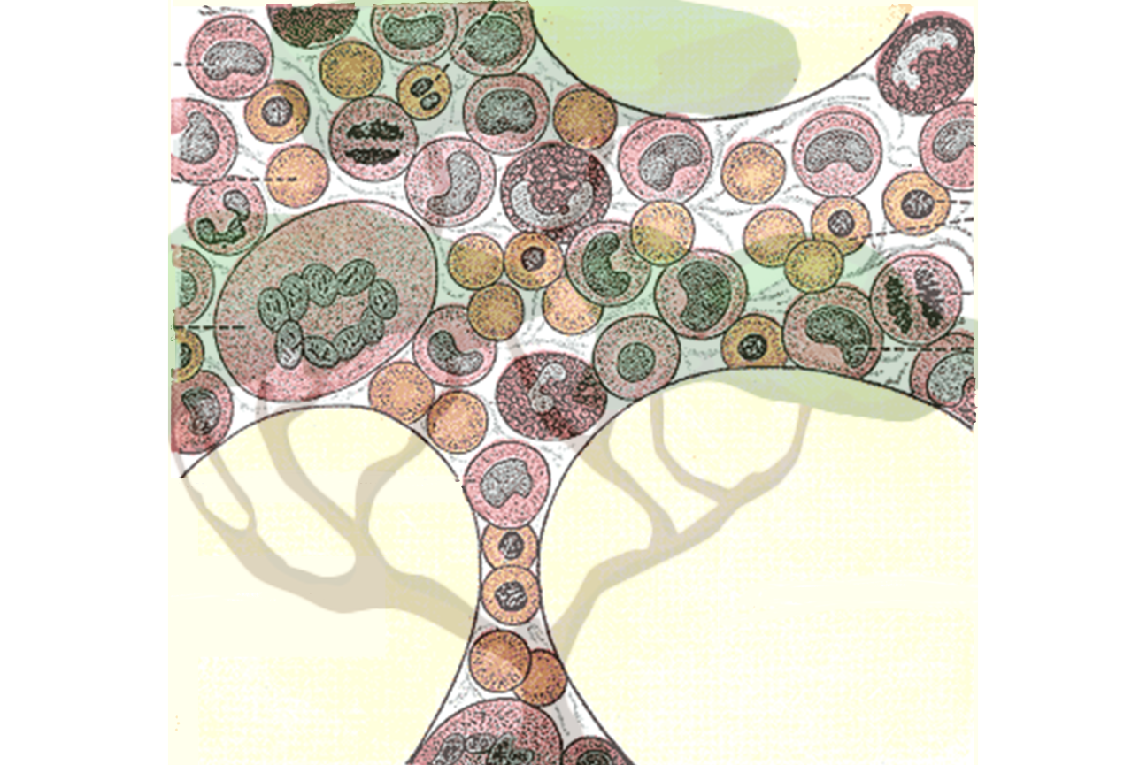 Blood cell family trees trace how production changes with aging