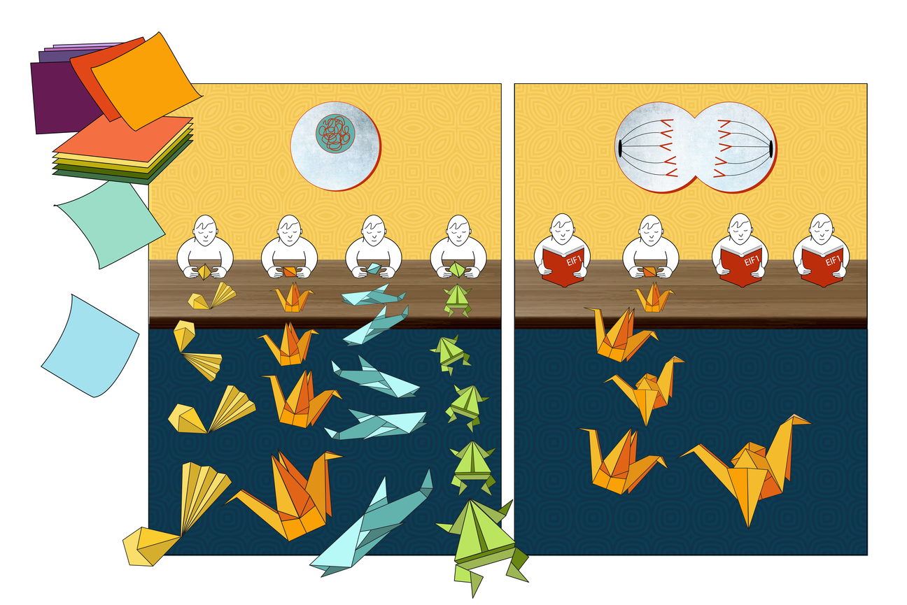 An elegant switch regulates production of protein variants during cell division